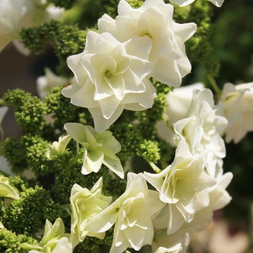Hydrangea quercifolia Gatsby Star - Hortensia à feuilles de chêne (Floraison)