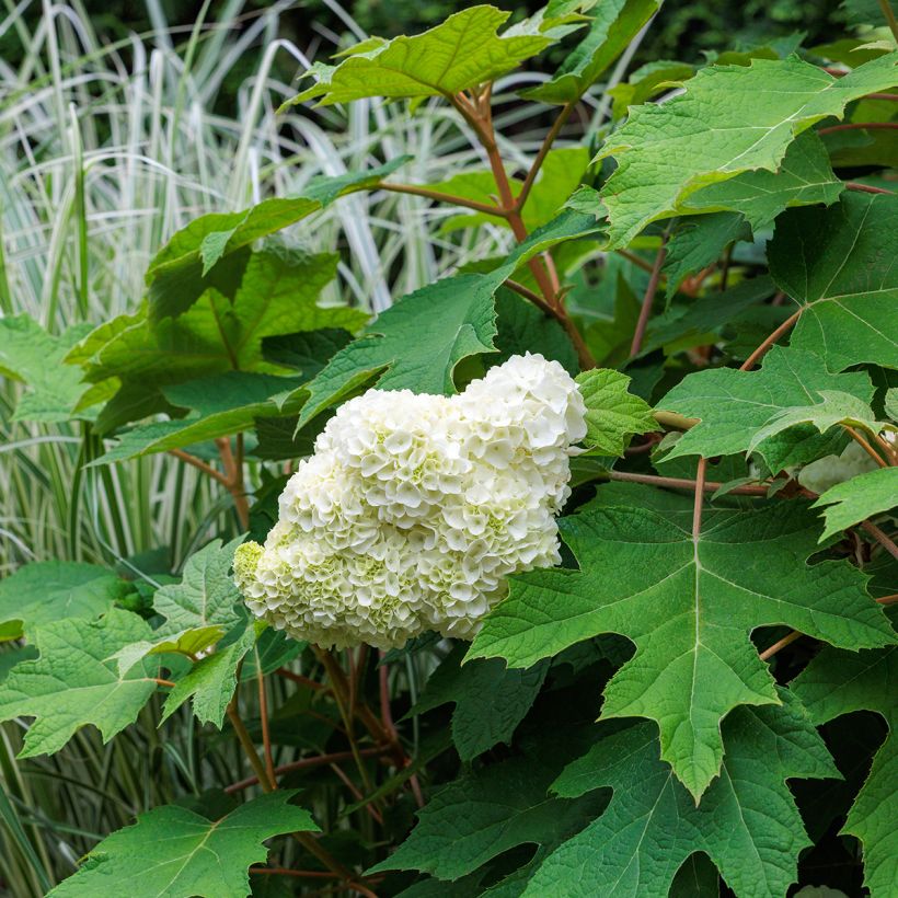 Hydrangea quercifolia Harmony - Hortensia à feuilles de chêne (Port)