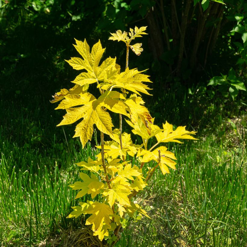 Hydrangea quercifolia Little Honey - Hortensia à feuilles de chêne (Port)