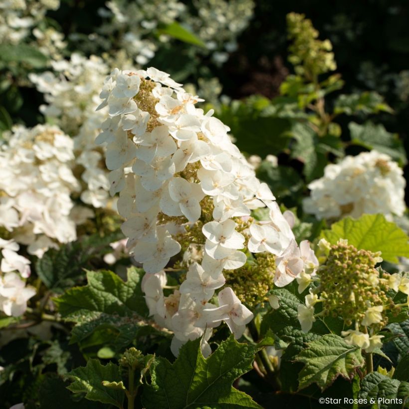 Hydrangea quercifolia Little Yeti - Hortensia à feuilles de chêne (Floraison)