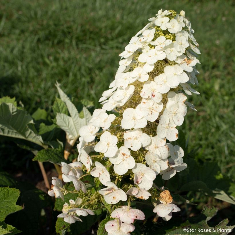 Hydrangea quercifolia Yeti - Hortensia à feuilles de chêne (Floraison)