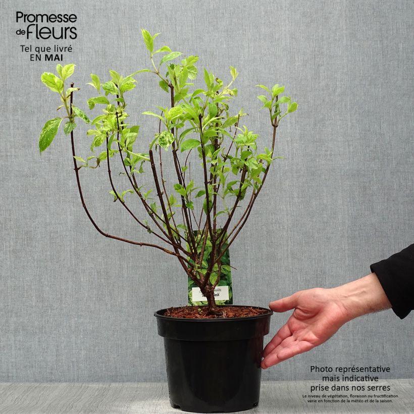 Spécimen de Hydrangea paniculata Shikoku Flash - Hortensia paniculé Pot de 3L/4L tel que livré au printemps