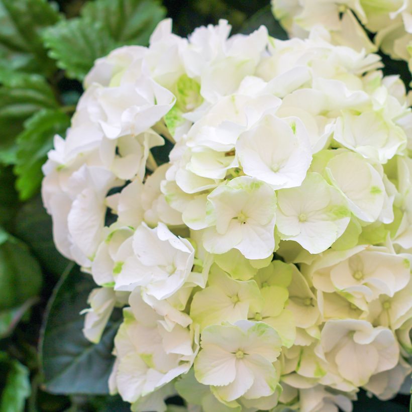 Hortensia - Hydrangea macrophylla Bright White (Floraison)