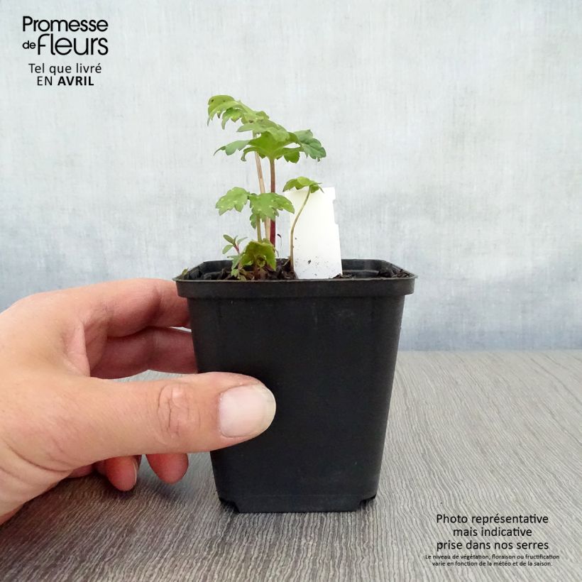 Spécimen de Hydrophyllum canadense Godet de 8/9 cm tel que livré au printemps