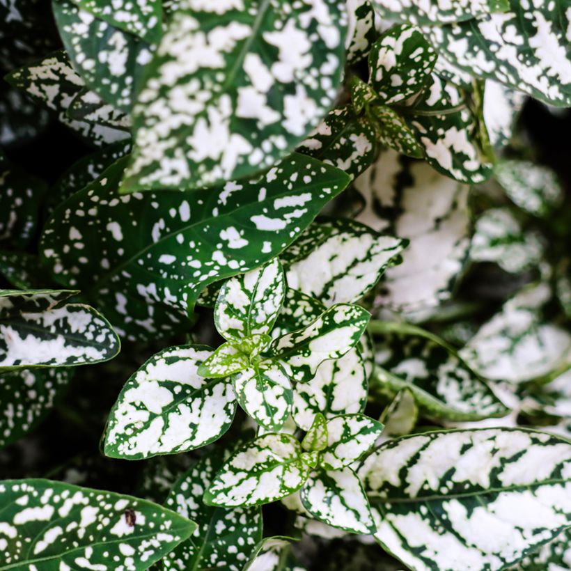 Hypoestes phyllostachya White (Feuillage)