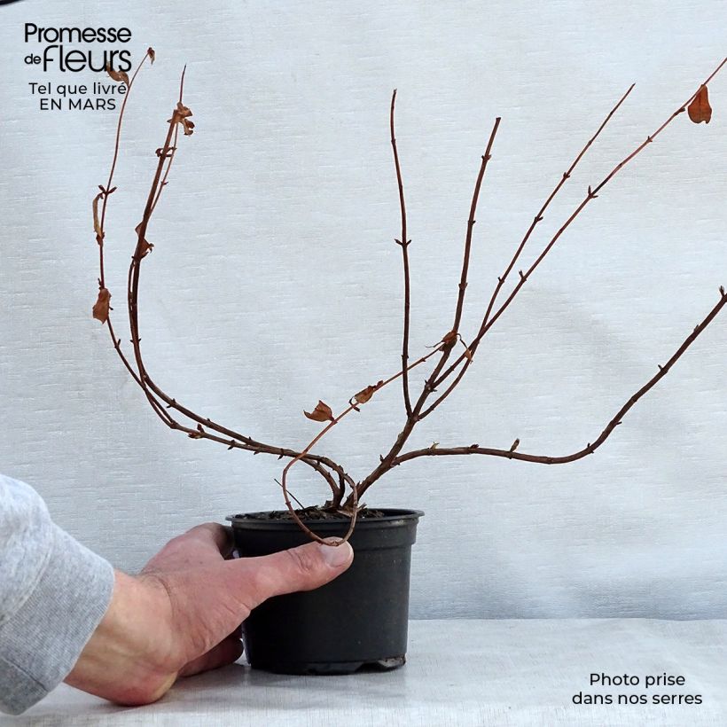 Spécimen de Hypericum - Millepertuis Hidcote Godet de 8/9 cm tel que livré au printemps