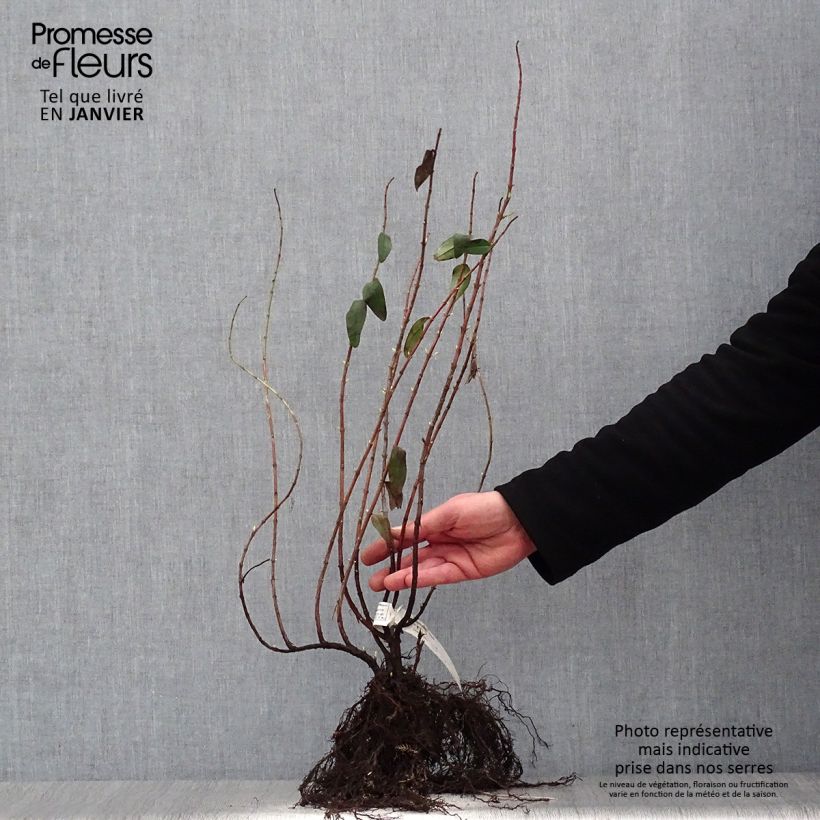 Spécimen de Hypericum - Millepertuis Hidcote Racines nues tel que livré en hiver