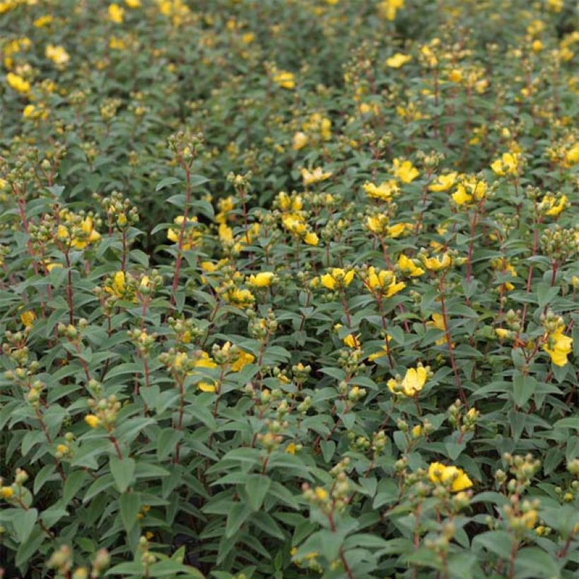 Hypericum - Millepertuis Hidcote (Feuillage)