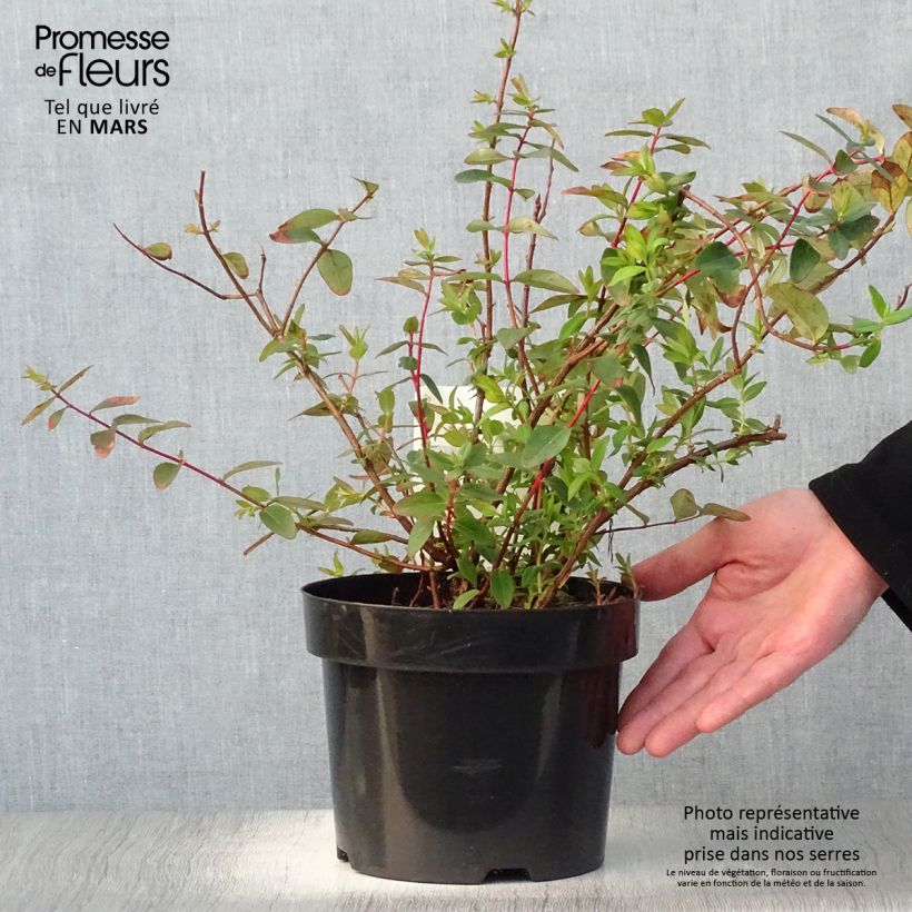 Spécimen de Hypericum dummeri Peter Dummer - Millepertuis  Pot de 3L/4L tel que livré au printemps