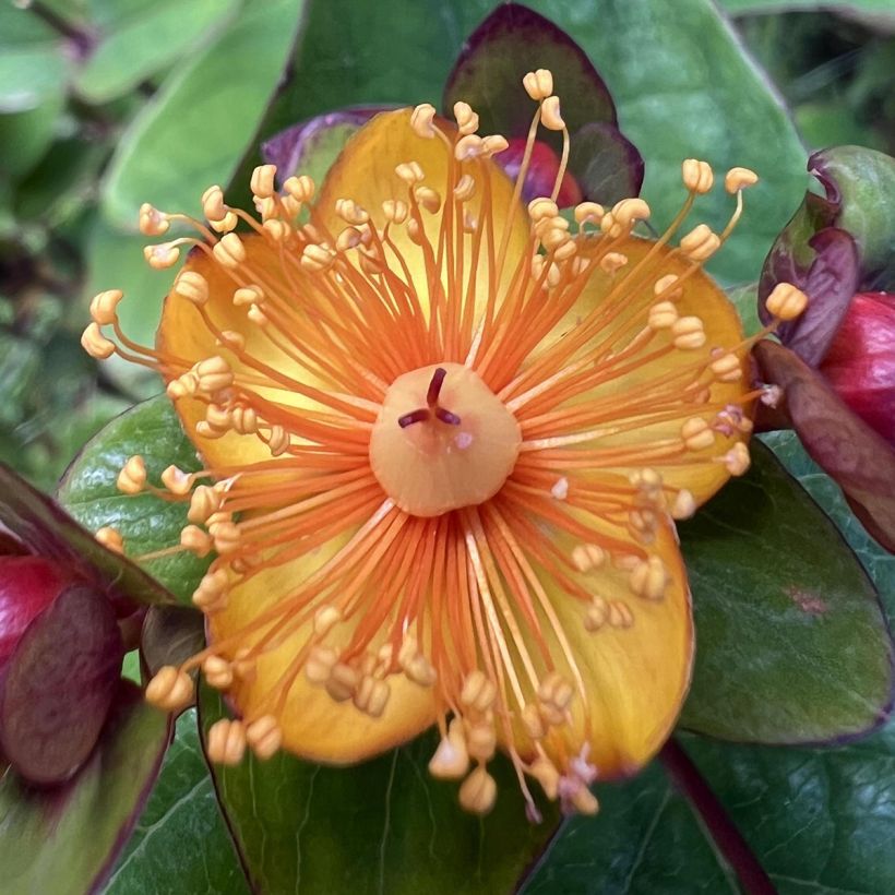 Hypericum inodorum Magical Universe  - Millepertuis (Floraison)