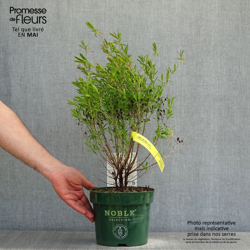 Spécimen de Hypericum kalmianum Blue Velvet - Millepertuis Pot de 2L/3L tel que livré au printemps