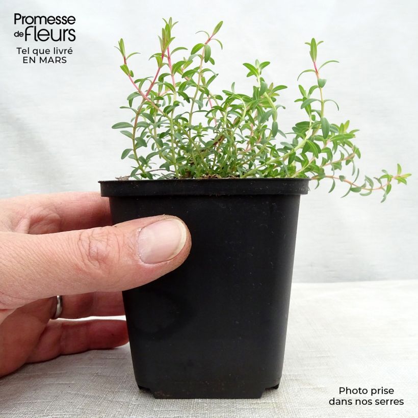 Spécimen de Hypericum olympicum Citrinum - Millepertuis du Mont Olympe 'Citrinum' Godet de 8/9 cm tel que livré au printemps