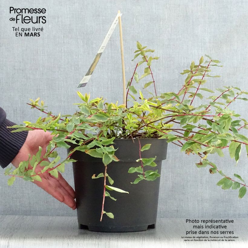 Spécimen de Hypericum (x) moserianum Little Misstery - Millepertuis de Moser  Pot de 4L/5L tel que livré au printemps