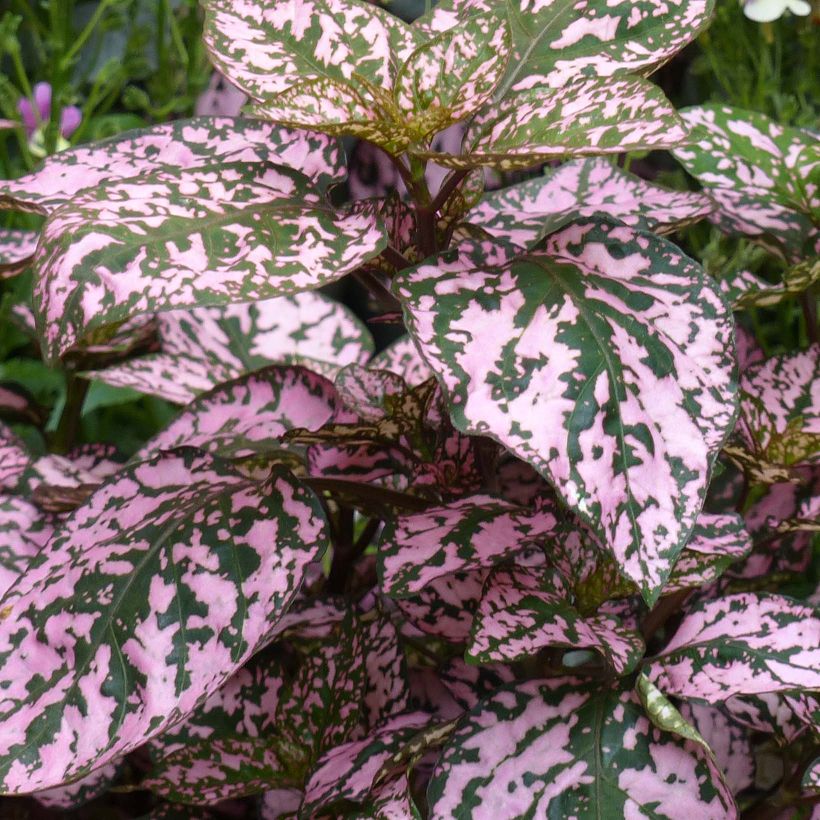 Hypoestes Hippo Pink (Foliage)