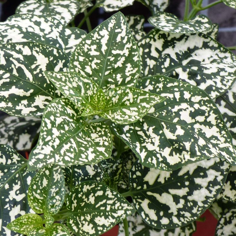 Hypoestes Hippo White (Foliage)