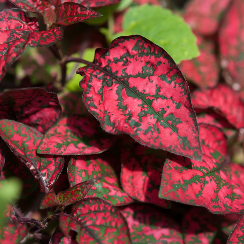 Hypoestes phyllostachya Red (Foliage)