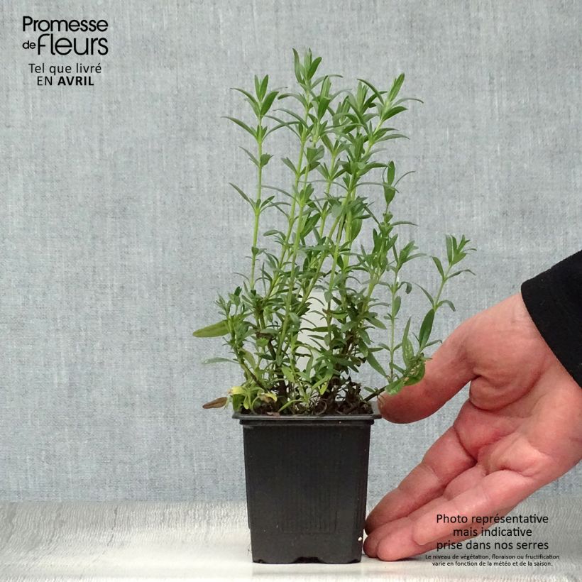 Example of Hysope officinale - Hyssopus officinalis Godet de 8/9 cm as you get in printemps