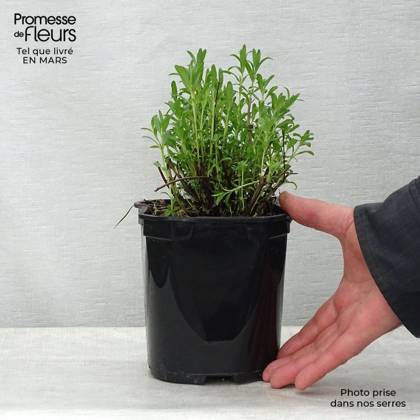 Example of Hysope officinale - Hyssopus officinalis Pot de 2L/3L as you get in printemps