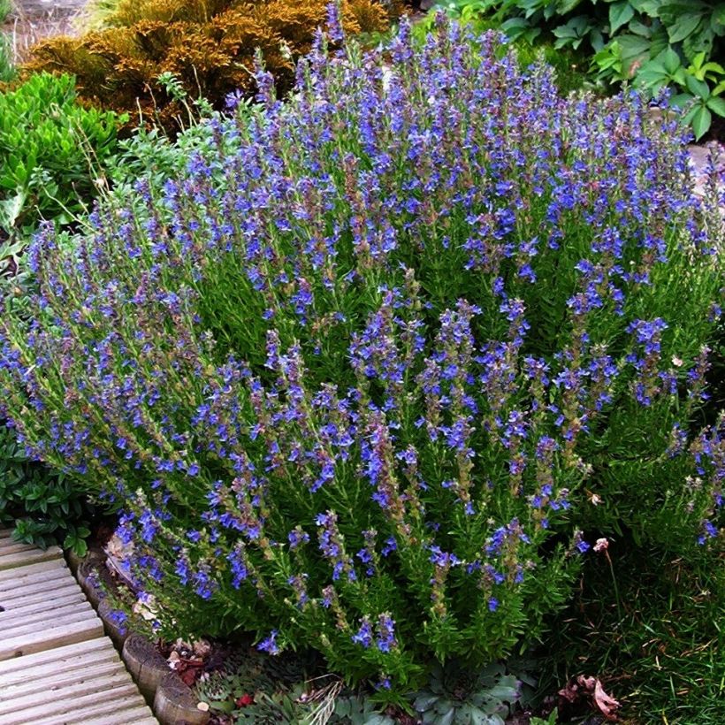 Hysope officinale - Hyssopus officinalis (Plant habit)