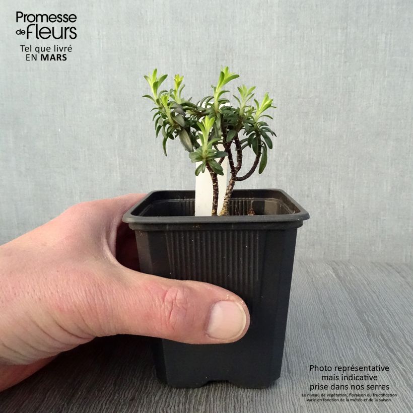 Spécimen de Iberis Absolutely Amethyst Godet de 8/9 cm tel que livré au printemps