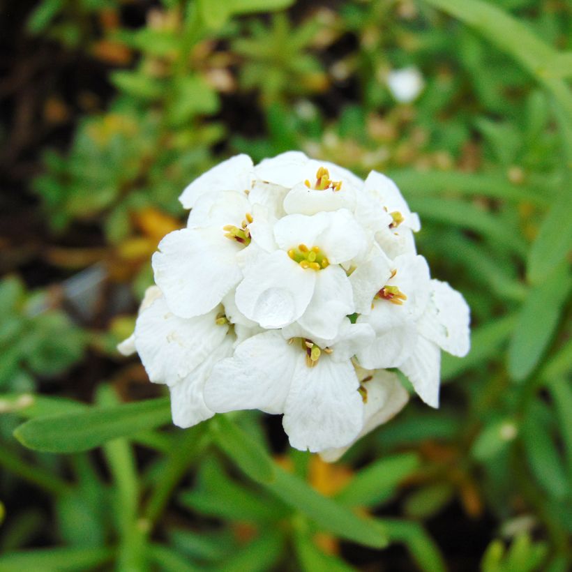 Iberis sempervirens Snowflake (Floraison)