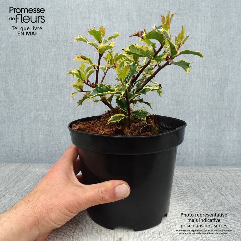 Spécimen de Ilex aquifolium Madame Briot - Houx panaché Pot de 3L/4L tel que livré au printemps