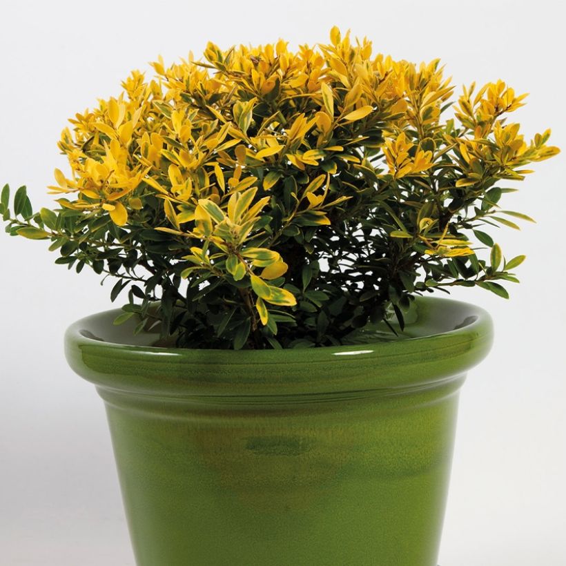 Ilex crenata Lingold - Houx crénelé (Port)