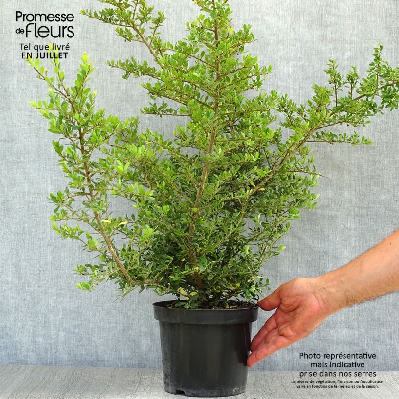 Spécimen de Ilex crenata Stokes - Houx crénelé nain Pot de 2L/3L tel que livré en été