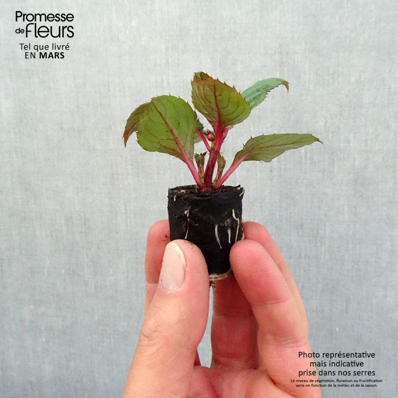 Spécimen de Impatiens SunPatiens Compact Blush Pink Mini-motte Ø 3/4 cm, Plant vert de 5 à 10 cm de haut tel que livré au printemps