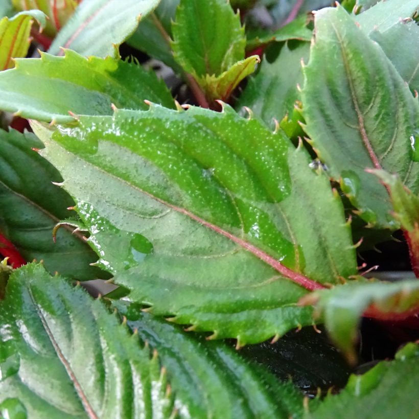 Impatiens SunPatiens Compact Hot Coral (Feuillage)