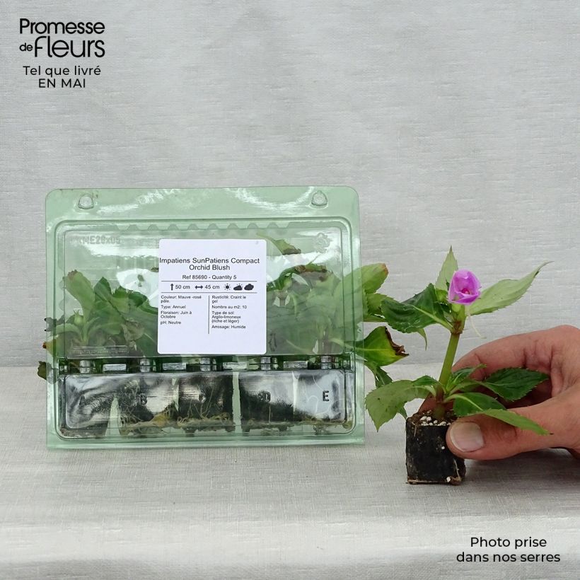 Example of Impatiens SunPatiens Compact Orchid Blush Mini-motte Ø 3/4 cm, Plant vert de 5 à 10 cm de haut as you get in printemps