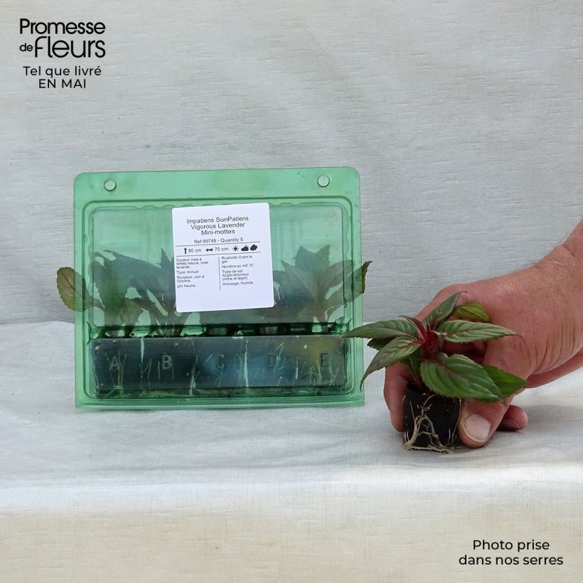 Spécimen de Impatiens SunPatiens Vigorous Lavender Mini-mottes Mini-motte Ø 3/4 cm tel que livré au printemps