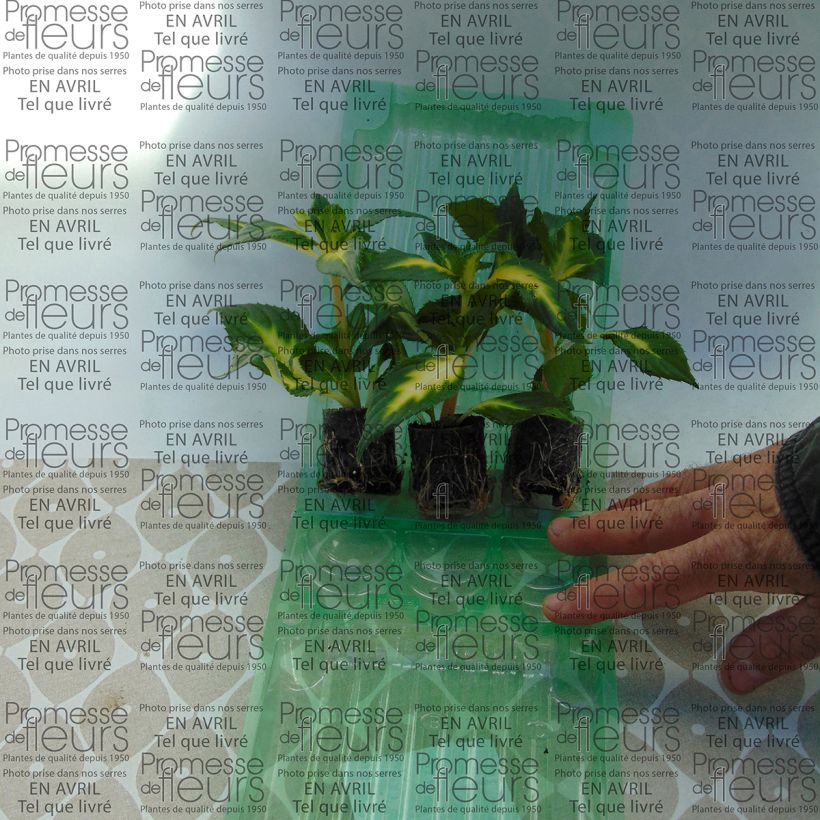 Exemple de spécimen de Impatiens SunPatiens Vigorous White Variegated Mini-motte Ø 3/4 cm, Plant vert de 5 à 10 cm de haut tel que livré