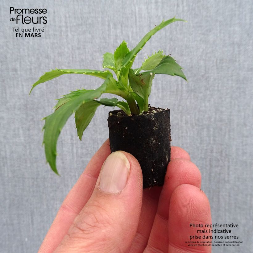 Example of Impatiens SunPatiens compact Blanc Mini-motte Ø 3/4 cm, Plant vert de 5 à 10 cm de haut as you get in printemps