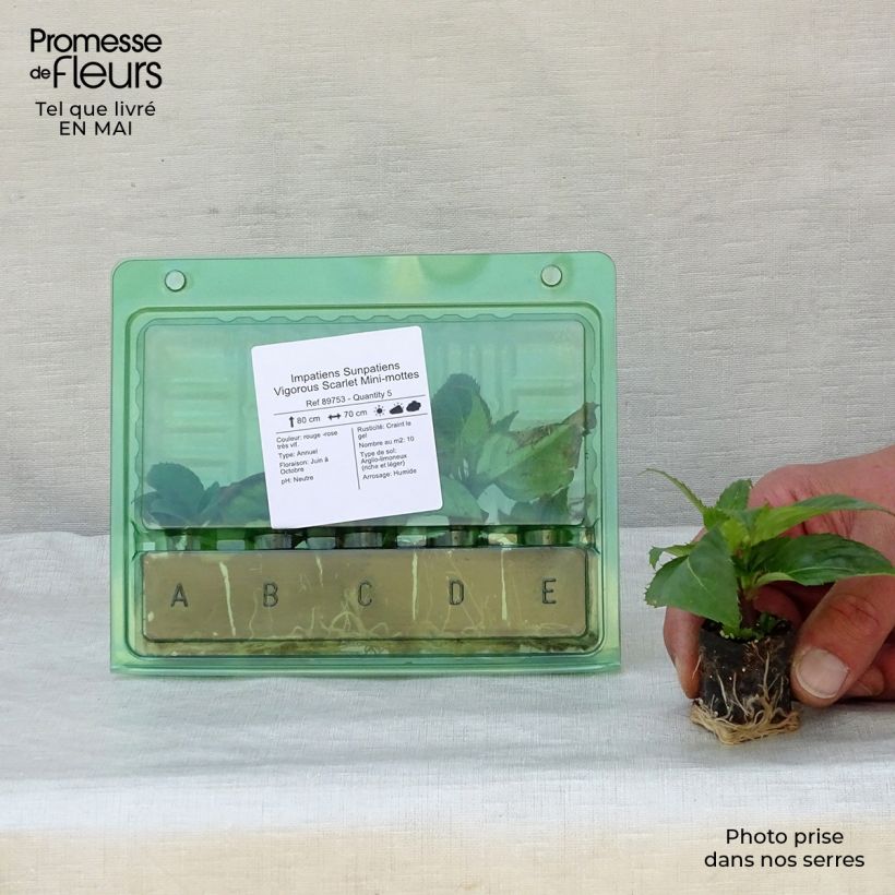 Spécimen de Impatiens Sunpatiens Vigorous Scarlet Mini-mottes Mini-motte Ø 3/4 cm tel que livré au printemps