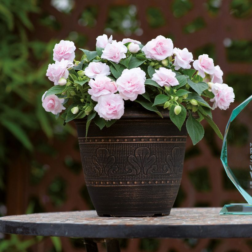 Impatiens walleriana double Glimmer Appleblossom (Port)