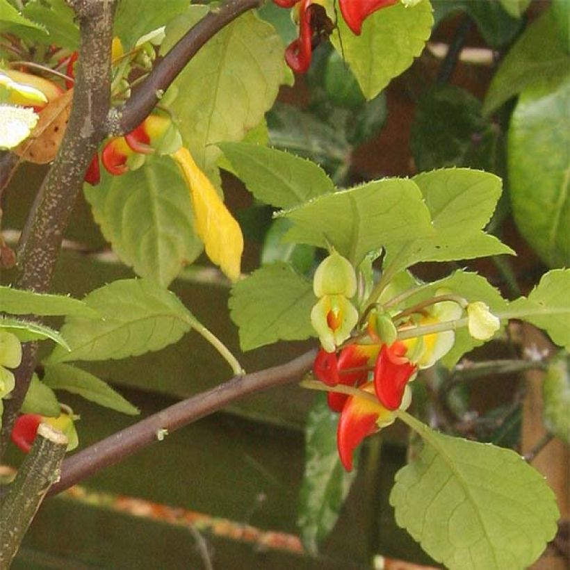 Impatiens niamniamensis rouge et jaune - Impatience de Zanzibar (Foliage)