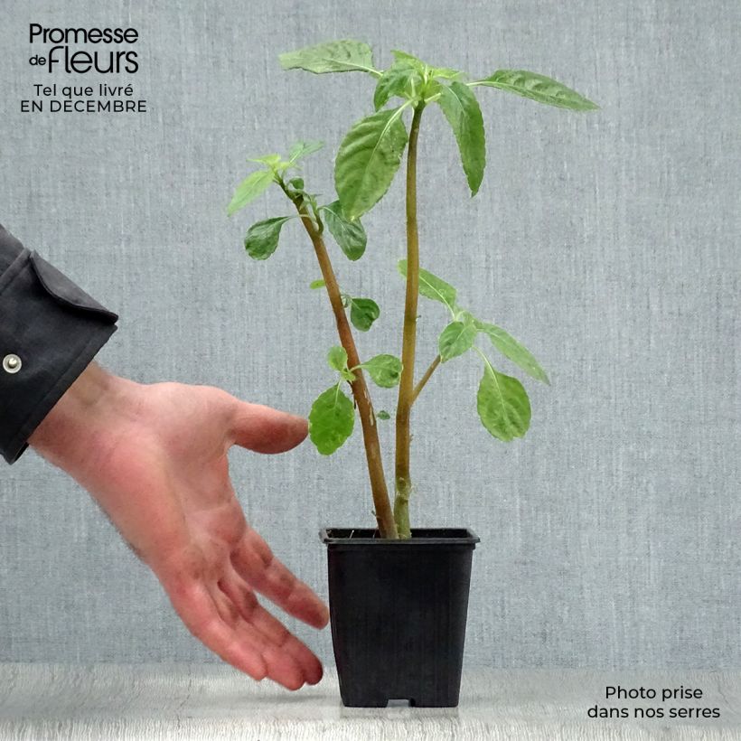 Example of Impatiens niamniamensis rouge et jaune - Impatience de Zanzibar Godet de 7/8 cm as you get in hiver