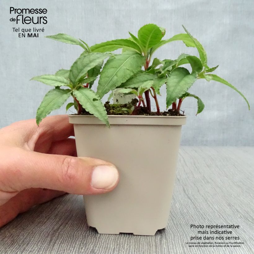 Example of Impatiens omeiana Ice Storm - Impatiens vivace Godet de 8/9 cm as you get in printemps