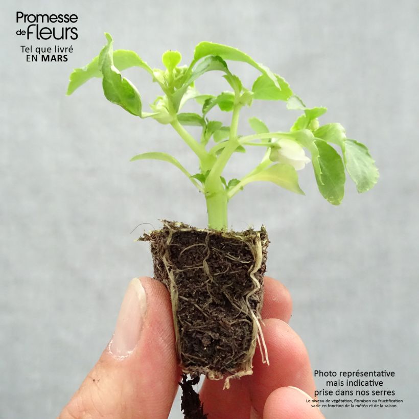 Spécimen de Impatiens walleriana Beacon Mix Jardimotte : motte 3,8 cm x 3,2 cm en plaque de culture par 16 tel que livré au printemps