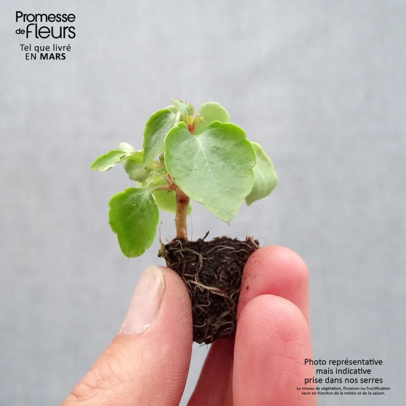 Spécimen de Impatiens walleriana Beacon Mix Mini-motte Ø 1,5/2,5 cm tel que livré au printemps