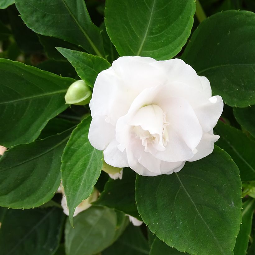 Impatiens walleriana double blanc pur (Floraison)