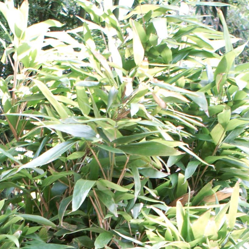 Indocalamus latifolius - Bambou nain (Foliage)