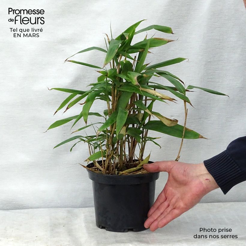 Example of Indocalamus latifolius - Bambou nain Pot de 2L/3L as you get in printemps