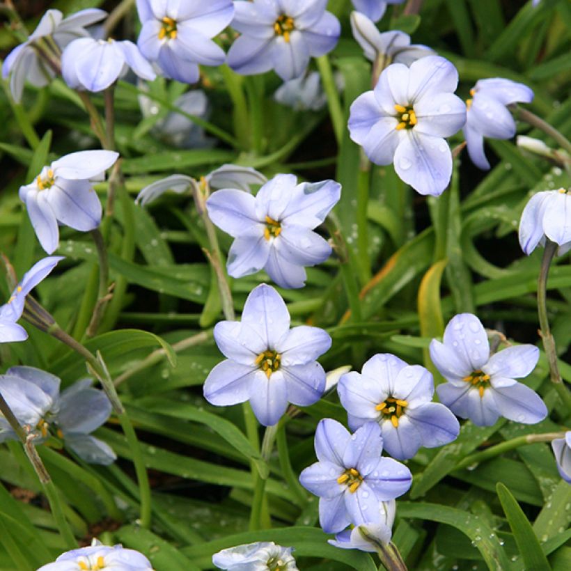 Ipheion Rolf Fiedler (Flowering)