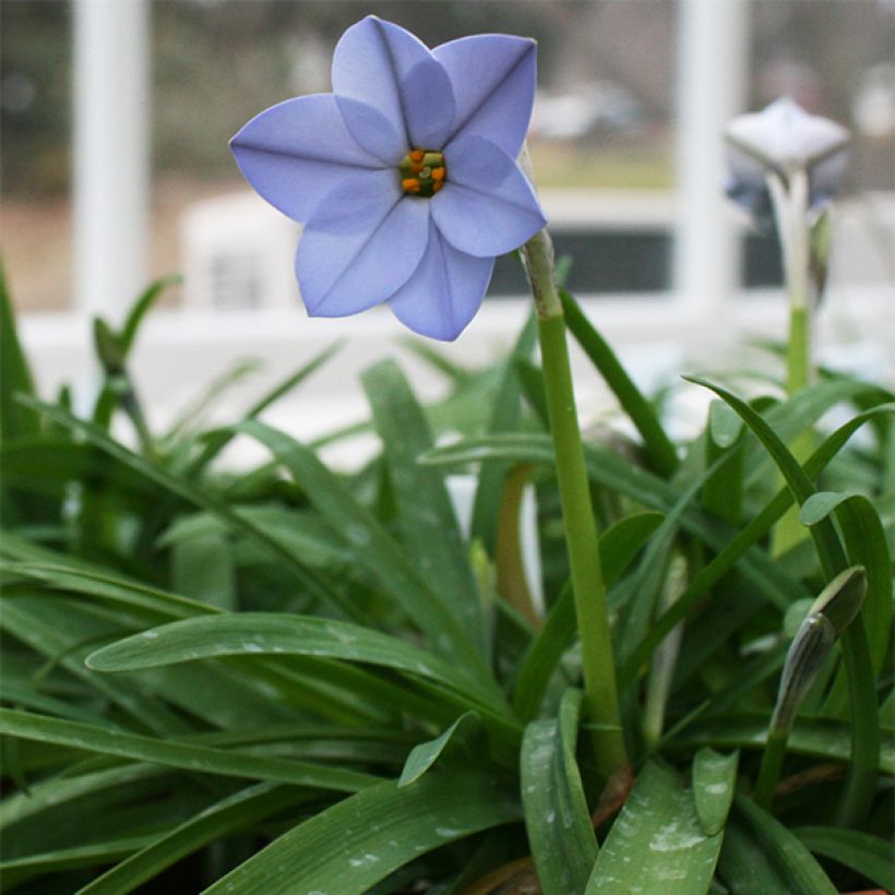 Ipheion Rolf Fiedler (Plant habit)