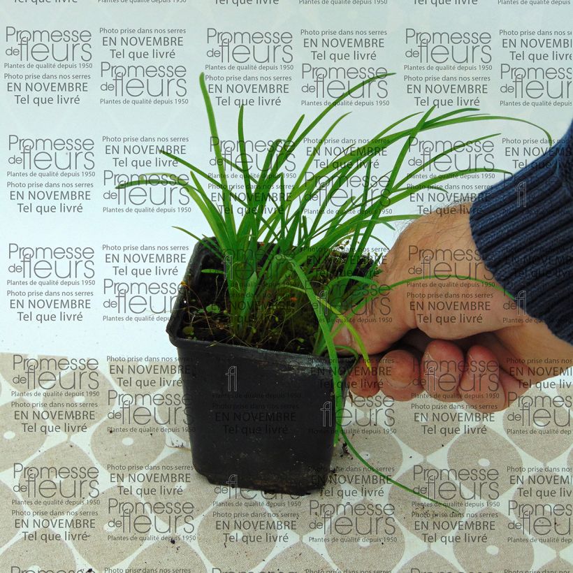 Example of Ipheion uniflorum Godet de 8/9 cm size I as you get