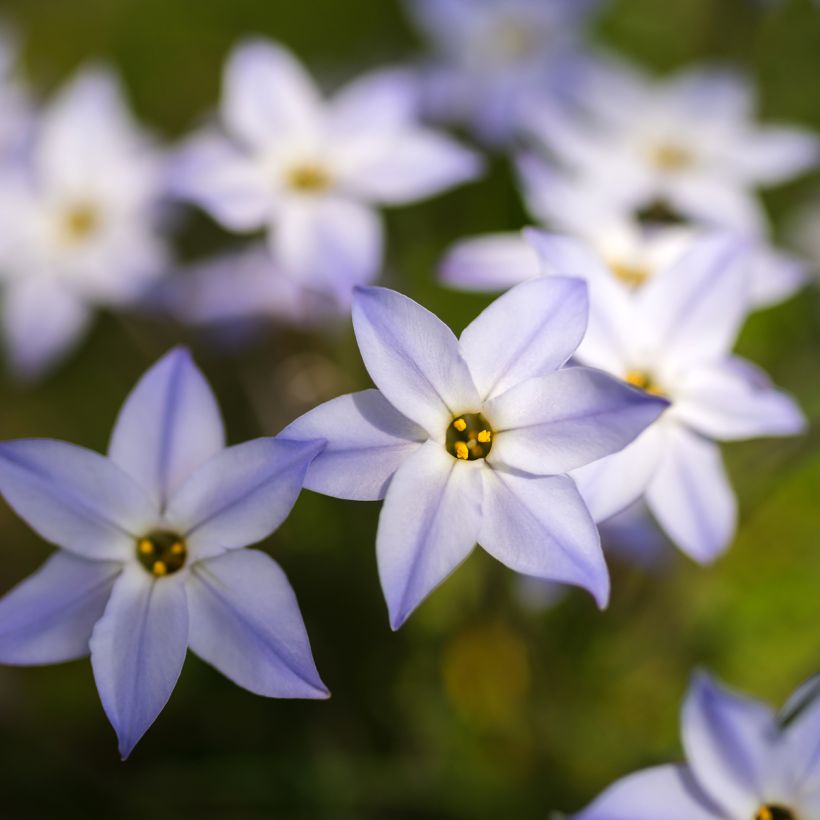 Ipheion uniflorum (Flowering)