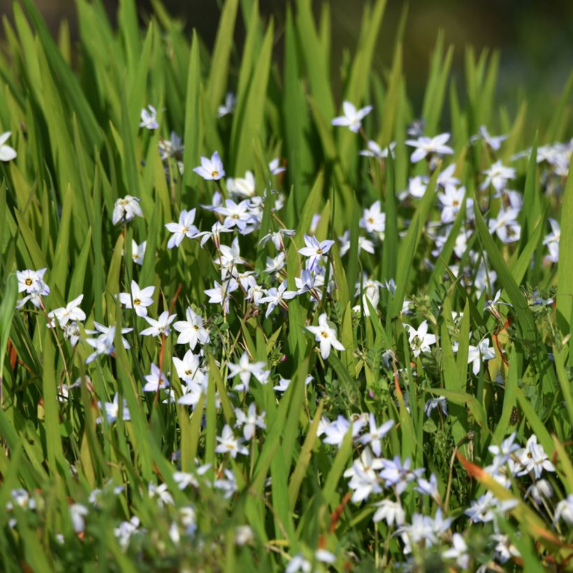 Ipheion uniflorum (Plant habit)