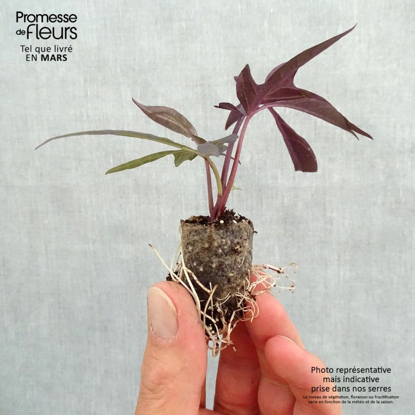 Example of Ipomée Illusion Midnight Lace Mini-motte Ø 3/4 cm, Plant vert de 5 à 10 cm de haut as you get in printemps